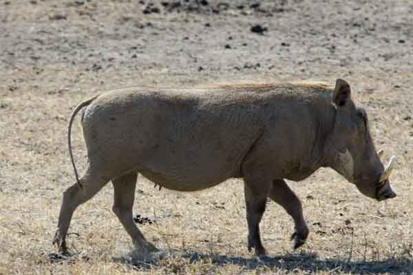 59 - Tanzania - Jabali - crater del Ngorongoro